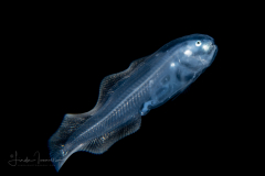 Cusk Eel - Ophidiidae Family