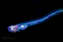 Cusk Eel - Ophidiidae Family