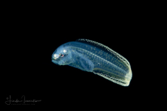 Cusk Eel - Ophidiidae Family