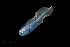 Cusk Eel - Ophidiidae Family