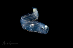 Cusk Eel - Ophidiidae Family