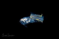 Cusk Eel - Ophidiidae Family - Blackedge or Shortbeard - Lepophidium brevibarbe