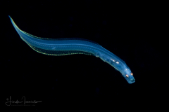 Cusk Eel - Ophidiidae Family