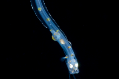 Cusk Eel - Ophidiidae Family - Barathrites iris