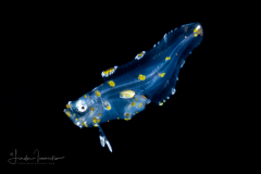 Cusk Eel - Ophidiidae Family - Bassogigas cf. walkeri