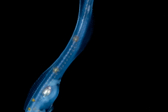 Cusk Eel - Ophidiidae Family - Bassozetus sp..