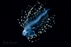 Cusk Eel - Ophidiidae Family - Brotulotaenia sp.