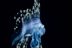 Cusk Eel - Ophidiidae Family - Brotulotaenia sp.