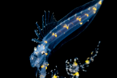 Cusk Eel - Ophidiidae Family - Lamprogrammus brunswigi