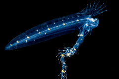 Cusk Eel - Ophidiidae Family - Lamprogrammus brunswigi