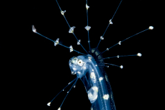 Cusk Eel - Ophidiidae Family - Benthocometes robustus