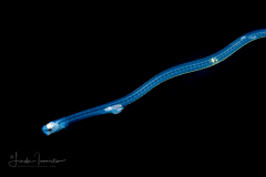 Cusk Eel - Ophidiidae Family - Mooneye Cusk Eel -  Ophidion cf. selenops