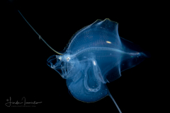 Cusk Eel - Ophidiidae Family - Luciobrotula corethromycter