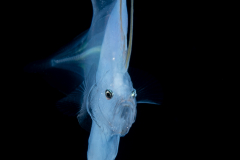 Cusk Eel - Ophidiidae Family - Luciobrotula corethromycter