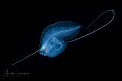 Cusk Eel - Ophidiidae Family - Luciobrotula corethromycter