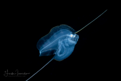 Cusk Eel - Ophidiidae Family - Luciobrotula corethromycter
