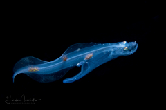Cusk Eel - Ophidiidae Family – Neobythitinae Subfamily