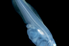 Cusk Eel - Ophidiidae Family - Monomitopus agassizii