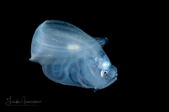 Cusk Eel - Ophidiidae Family - Monomitopus agassizii