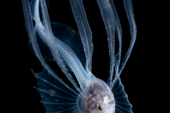 Cusk Eel - Bony-Eared Assfish Larva - Acanthonidae Family - Acanthonus armatus