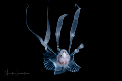 Cusk Eel - Bony-Eared Assfish - Acanthonus armatus
