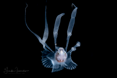 Cusk Eel - Bony-Eared Assfish Larva - Acanthonidae Family - Acanthonus armatus