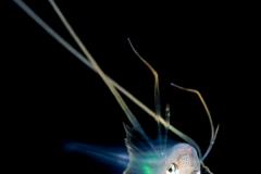 Cusk Eel - Gargoyle - Acanthonidae Family - Acanthonus myersi