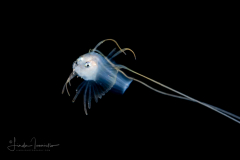 Cusk Eel - Gargoyle - Acanthonidae Family - Acanthonus myersi