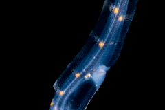 Cusk eel - Family Ophidiidae - Bassozetus species