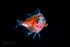 Damselfish Larva - Pomacentridae Family - Stegastes sp.