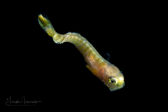 Dolphinfish - Mahi-Mahi - Coryphaenidae Family - Coryphaena hippurus