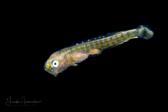 Dolphinfish - Mahi-Mahi - Coryphaenidae Family - Coryphaena hippurus
