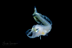 Dolphinfish - Mahi-Mahi - Coryphaenidae Family - Coryphaena hippurus