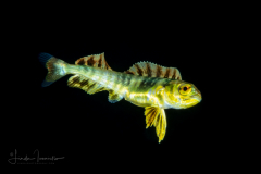 Dolphinfish - Mahi-Mahi - Coryphaenidae Family - Coryphaena hippurus