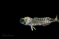 Dolphinfish - Mahi-Mahi - Coryphaenidae Family - Coryphaena hippurus