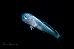 Dolphinfish - Mahi-Mahi - Coryphaenidae Family - Coryphaena hippurus
