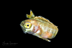 Dolphinfish - Mahi-Mahi - Coryphaenidae Family - Coryphaena hippurus