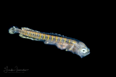 Dolphinfish - Mahi-Mahi - Coryphaenidae Family - Coryphaena hippurus