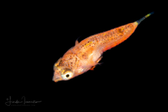 Dragonet - Lancer - Callionymidae Family - Callionymus bairdi