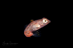 Dragonet - Lancer - Callionymidae Family - Callionymus bairdi