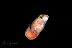 Dragonet - Lancer - Callionymidae Family - Callionymus bairdi