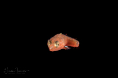 Dragonet - Lancer - Callionymidae Family - Callionymus bairdi