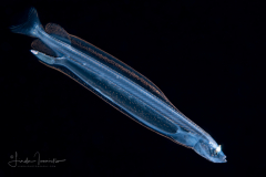 Dragonfish Larva - Brauer's - Stomiidae Family - Photonectes braueri