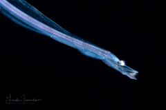 Dragonfish Larva - Loosejaw - Stomiidae Family -  Malacosteinae Subfamily