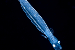 Dragonfish Larva - Stomiidae Family - Bathophilus sp.