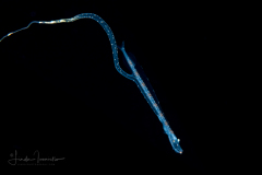 Dragonfish Larva - Stomiidae Family - Eustomias sp.