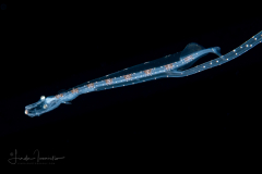 Dragonfish Larva - Stomiidae Family - Eustomias sp.