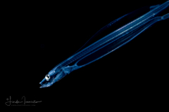 Dragonfish Larva - Stomiidae Family - Probably Brauer's Dragonfish - Photonectes braueri
