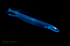 Dragonfish Larva - Stomiidae Family - Probably Brauer's Dragonfish - Photonectes braueri