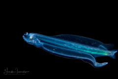 Dragonfish Larva - Stomiidae Fmily - Subfamily Malacosteinae or Astronesthinae